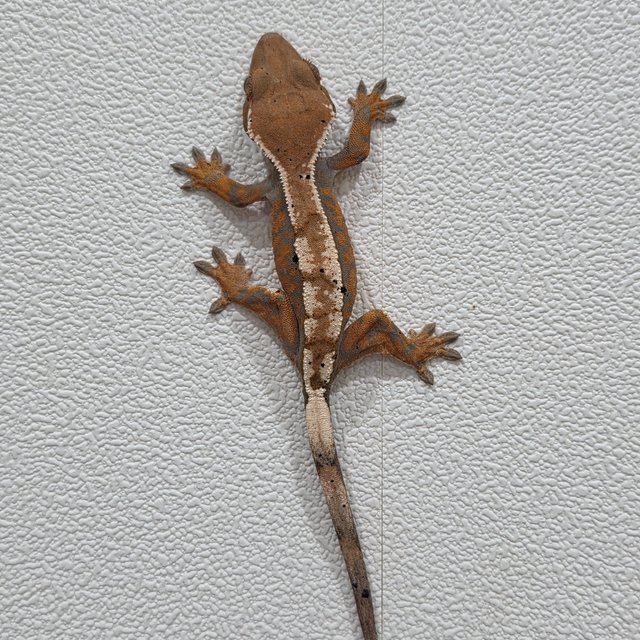 100%헷아잔틱 세이블 텐저린