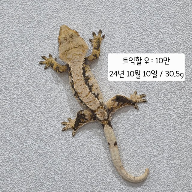 트라이 익스트림할리퀸