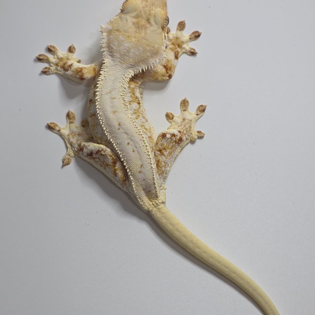 레드 릴리화이트