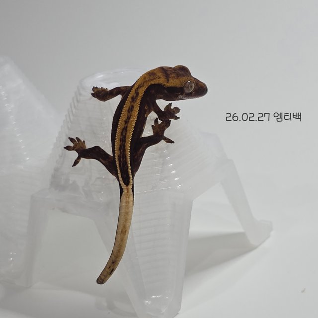 엠티백 풀핀 슈퍼스트라이프 다크