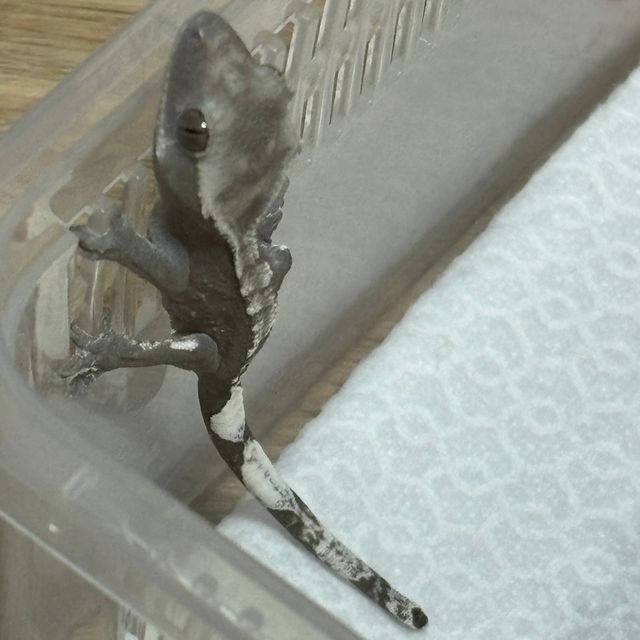 아잔틱