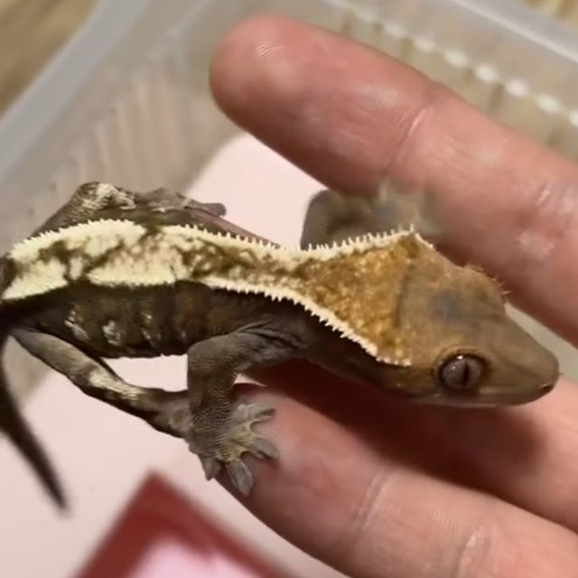세이블