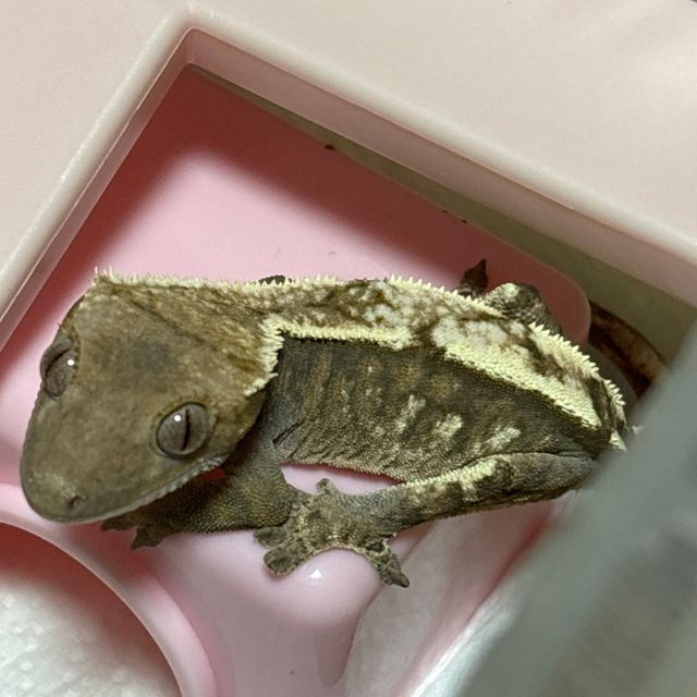 세이블