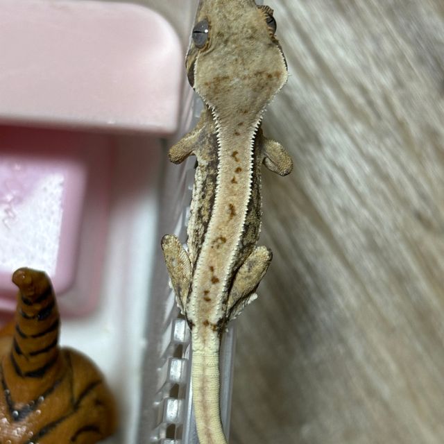 릴리화이트 트라이