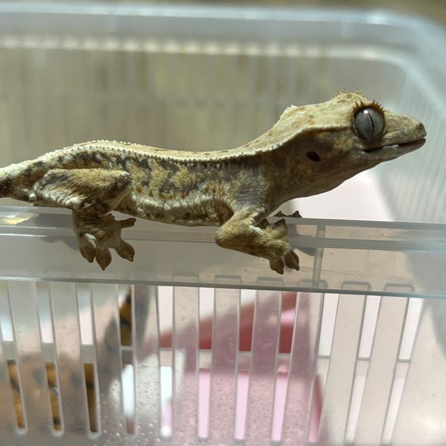 릴리화이트 트라이