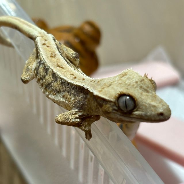 릴리화이트 트라이