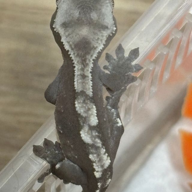 아잔틱
