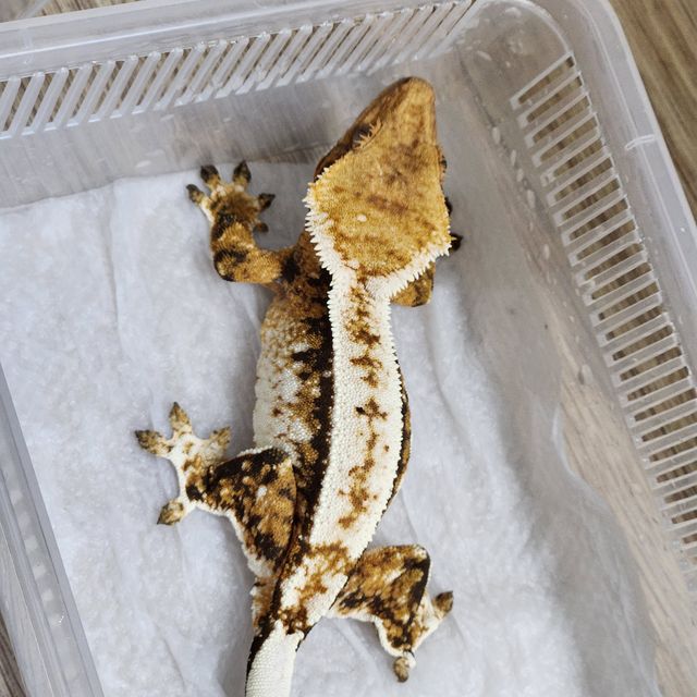 트라이 익스트림할리퀸 텐저린