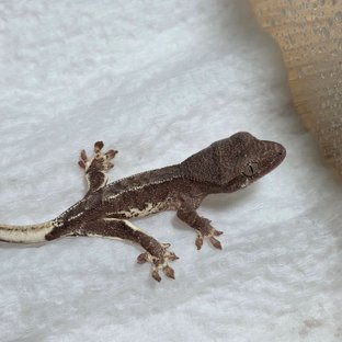 팬텀 릴리화이트