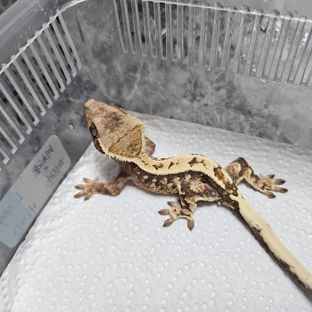 세이블