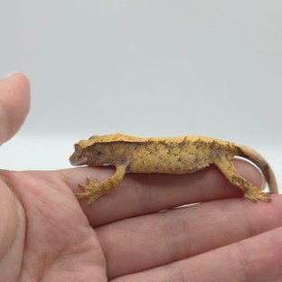 노멀 익스트림할리퀸