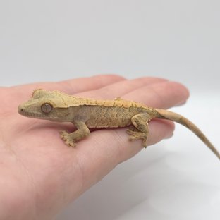 익스트림할리퀸