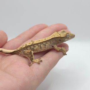 노멀 트라이 화이트스팟