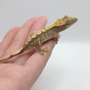 노멀 화이트스팟