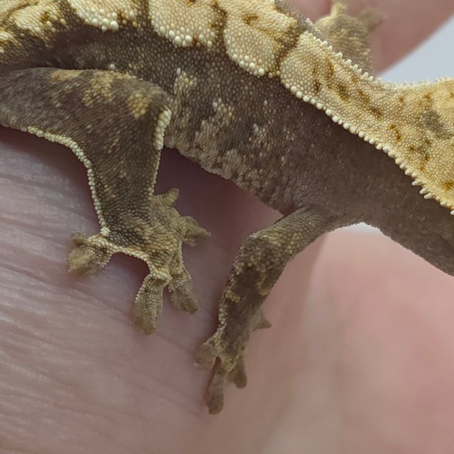 노멀 화이트스팟