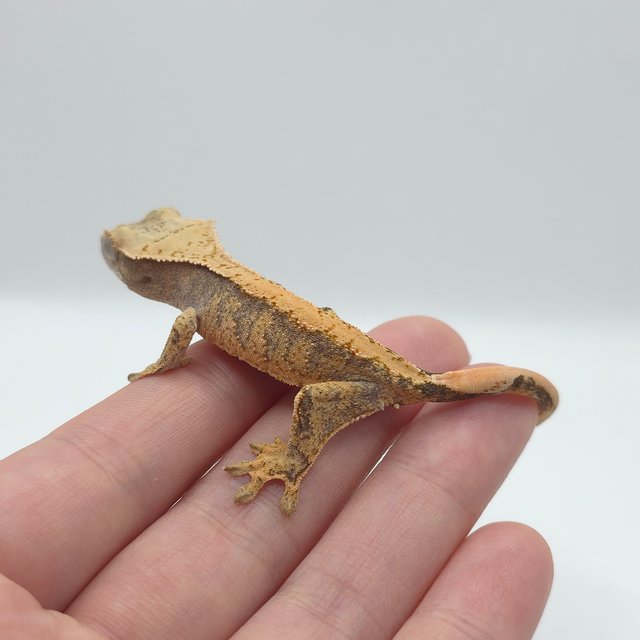 노멀 익스트림할리퀸 레드