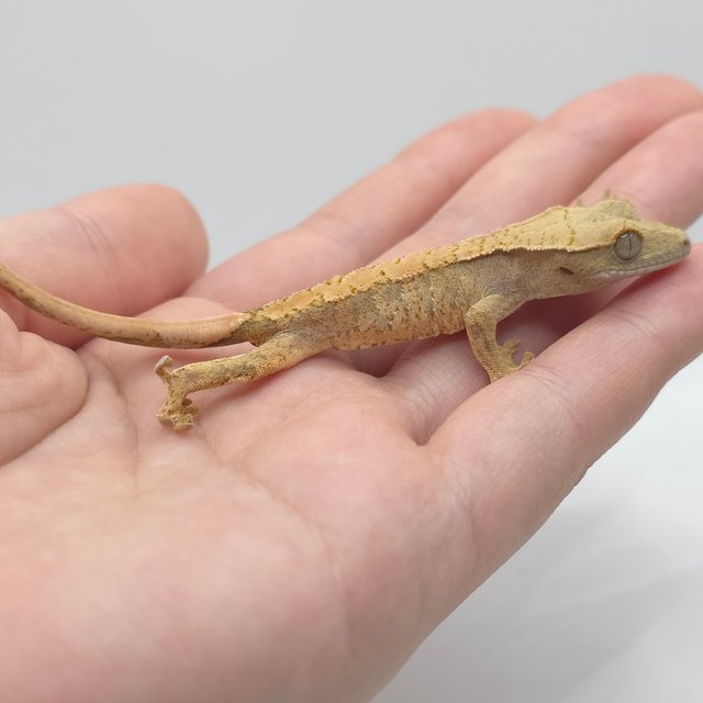 익스트림할리퀸