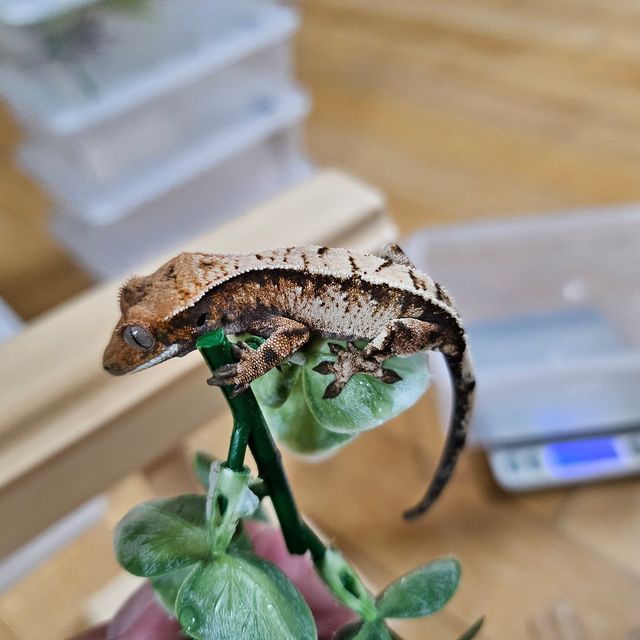세이블