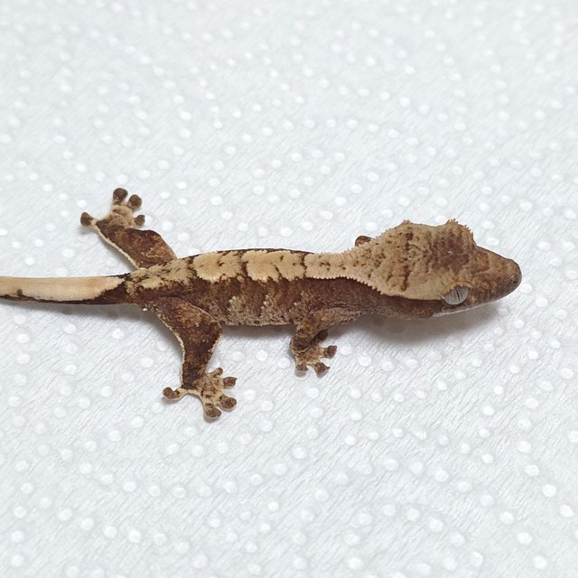 노멀 화이트스팟