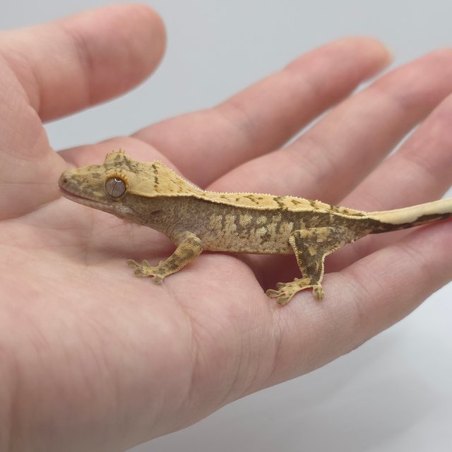 노멀 트라이 화이트스팟