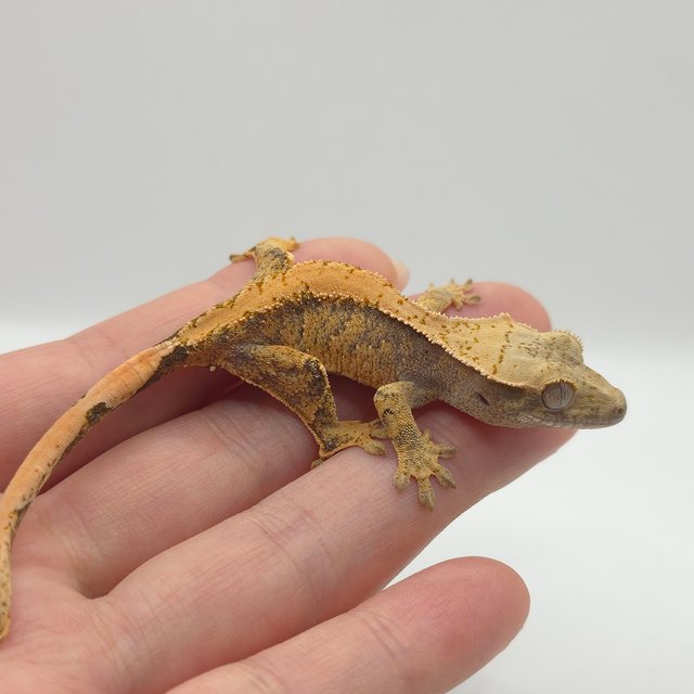 노멀 익스트림할리퀸 레드