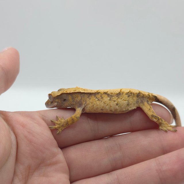 노멀 익스트림할리퀸