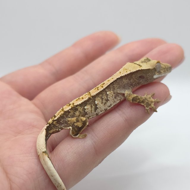 노멀 트라이 익스트림할리퀸 화이트스팟