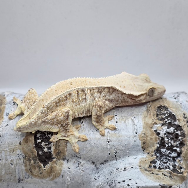 레드 릴리화이트