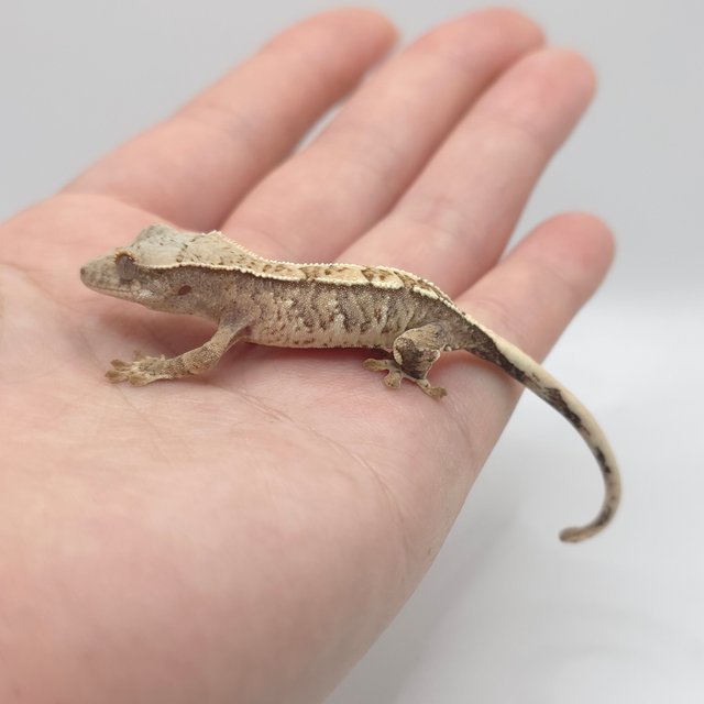 노멀 트라이 익스트림할리퀸