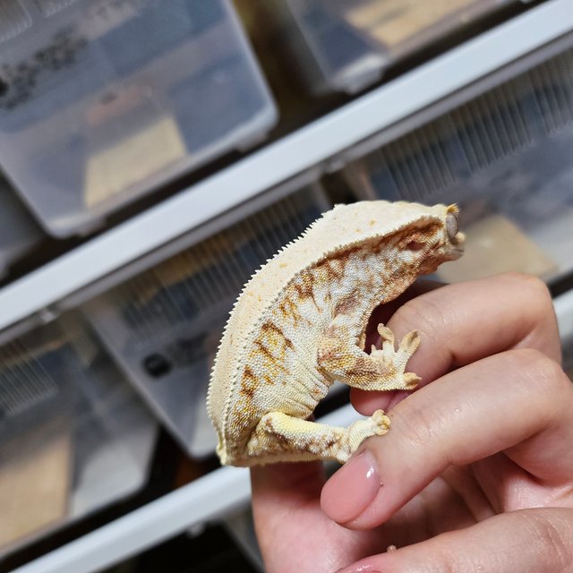 레드 릴리화이트