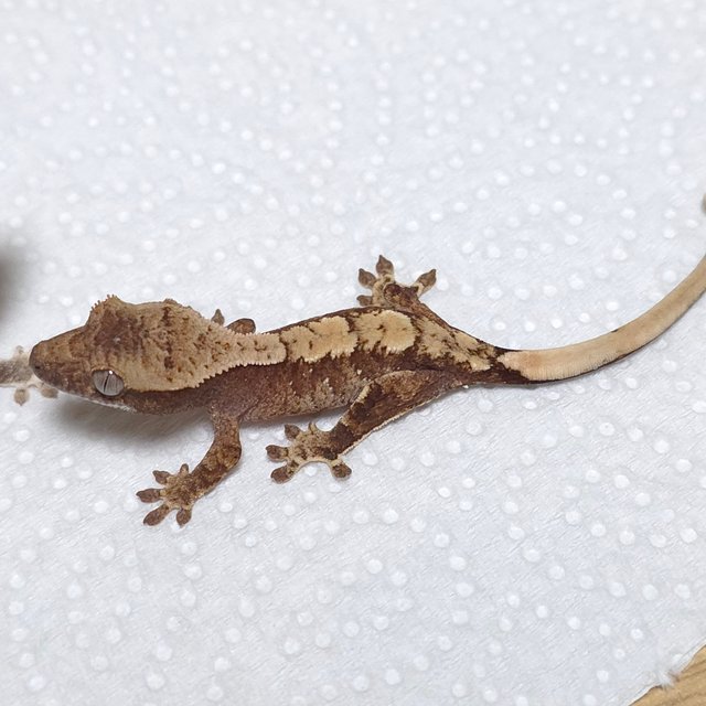 노멀 화이트스팟