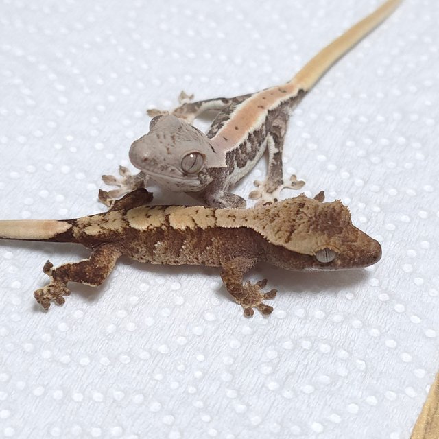 노멀 화이트스팟