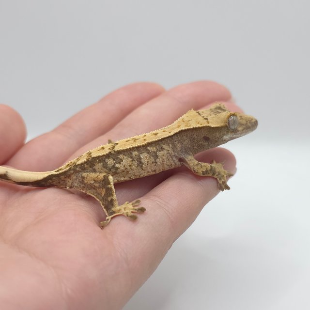 노멀 트라이 화이트스팟