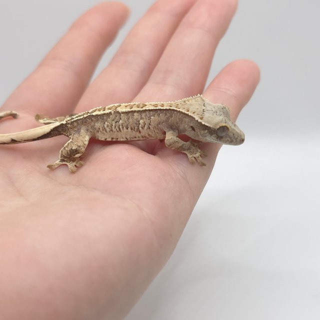 노멀 트라이 익스트림할리퀸