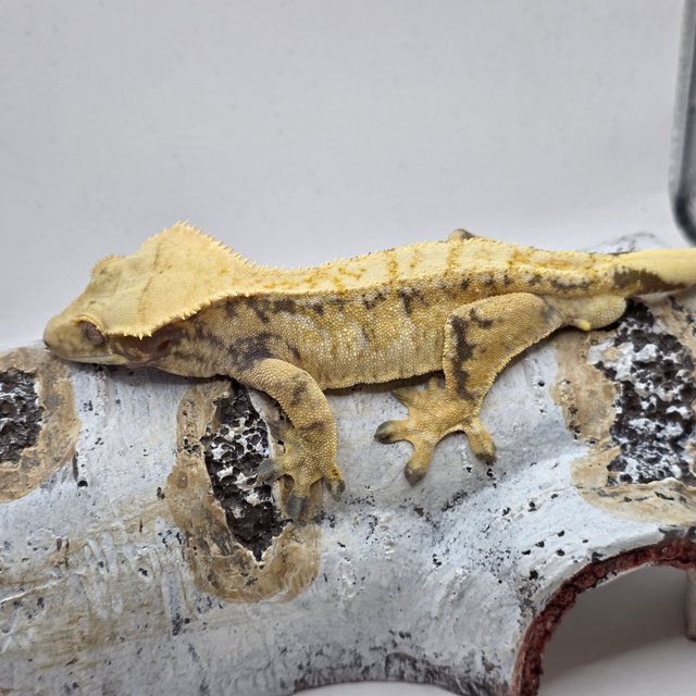 노멀 트라이 익스트림할리퀸