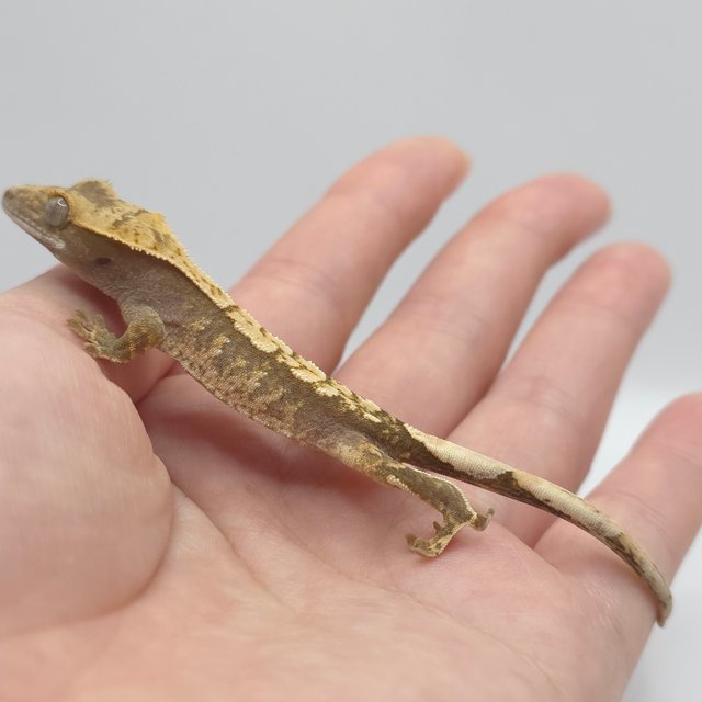 노멀 화이트스팟