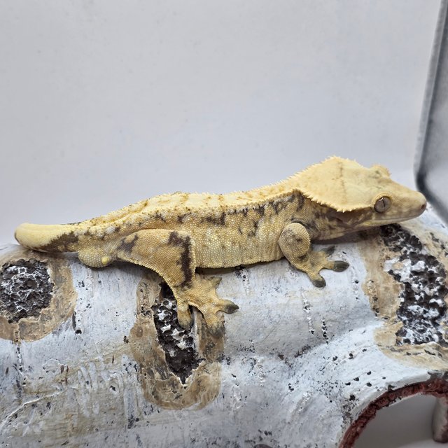 노멀 트라이 익스트림할리퀸