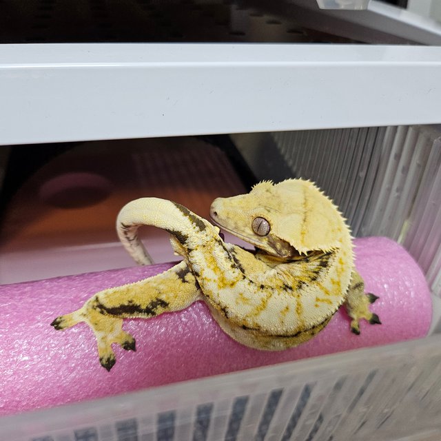 노멀 트라이 익스트림할리퀸