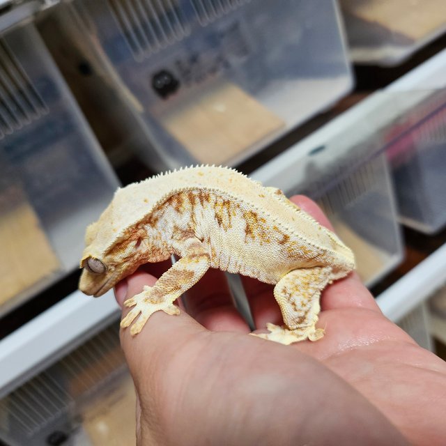 레드 릴리화이트