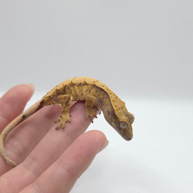 노멀 익스트림할리퀸