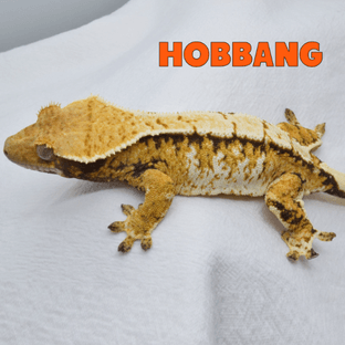 호빵