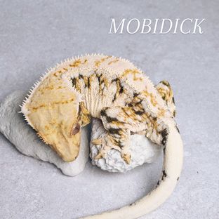 모비딕