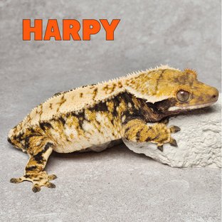 하피