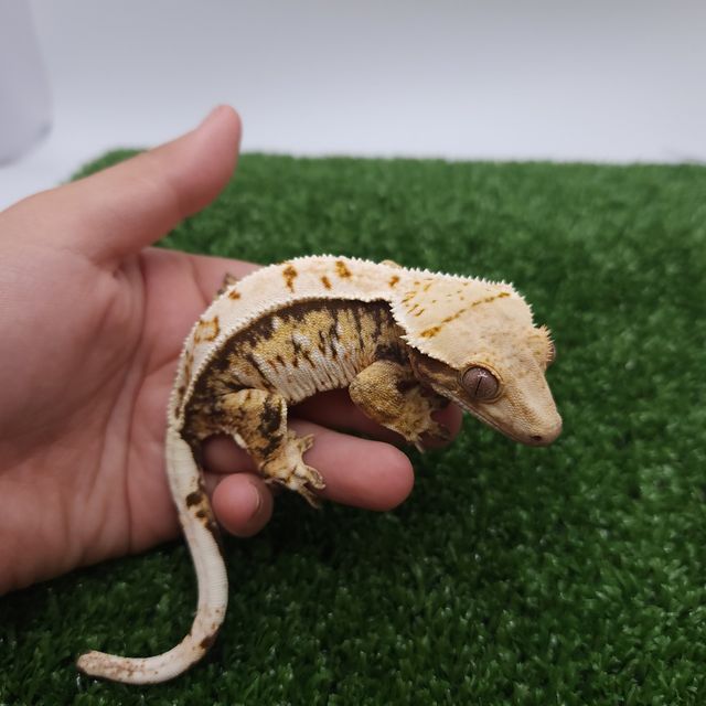 노멀 트라이 익스트림할리퀸 텐저린