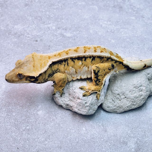 노멀 트라이 화이트포트홀 화이트스팟 핀스트라이프 익스트림할리퀸