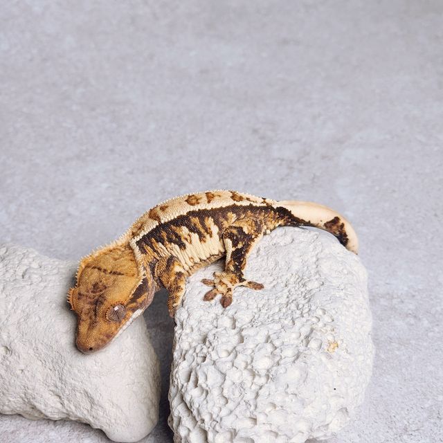 노멀 트라이 바브 화이트 익스트림할리퀸 텐저린