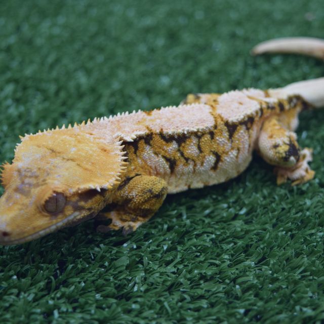 익스트림할리퀸 트라이 텐저린