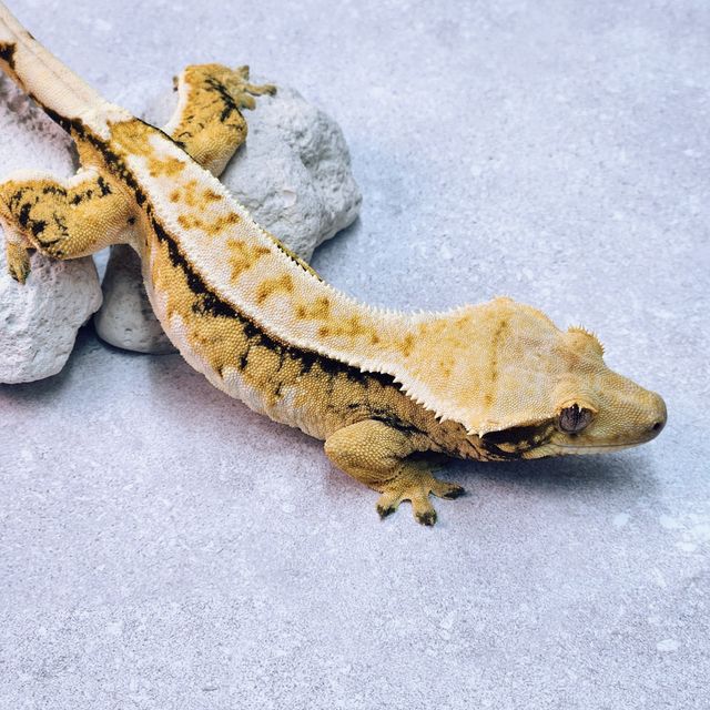 노멀 트라이 화이트포트홀 화이트스팟 핀스트라이프 익스트림할리퀸