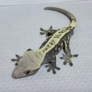 카푸치노 화이트