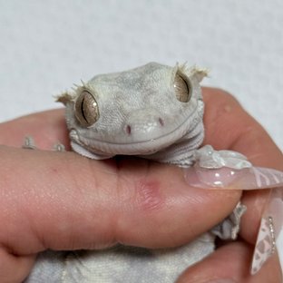 노멀 레드 익스트림할리퀸